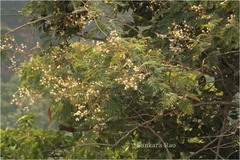 Acacia pennata